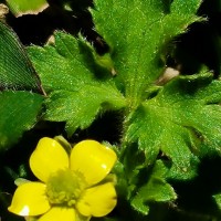 Ranunculus wallichianus Wight & Arn.